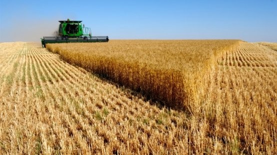 Посевные площади пшеницы в республике продолжают снижаться, - Минсельхоз |  Экономика | Селдон Новости