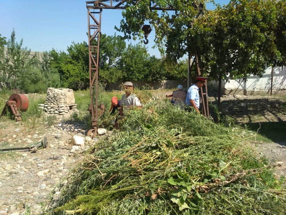 В Баткенской области косят и жгут коноплю. Фото